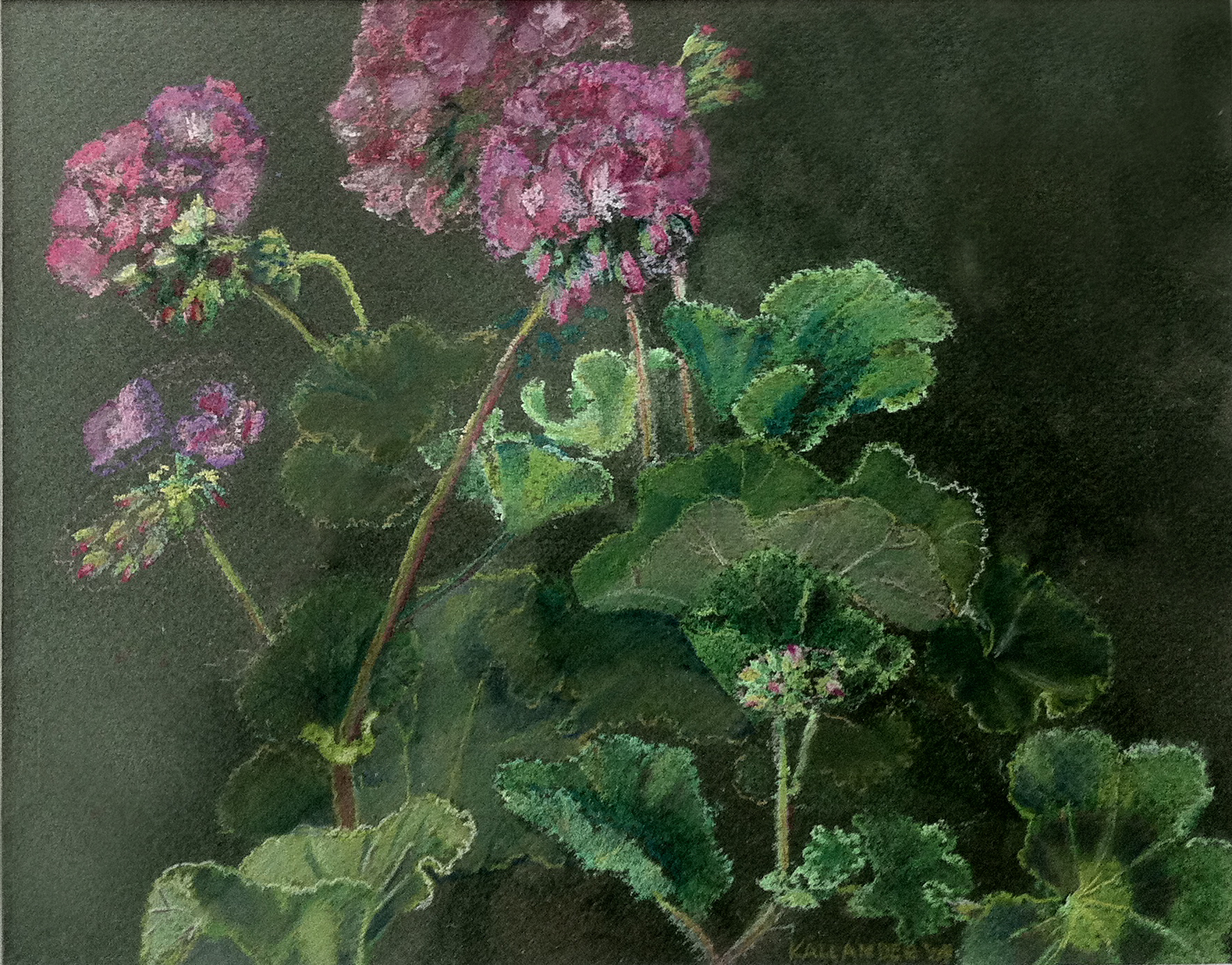 Geraniums