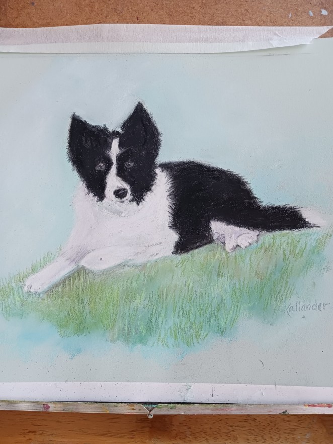 Border Collie